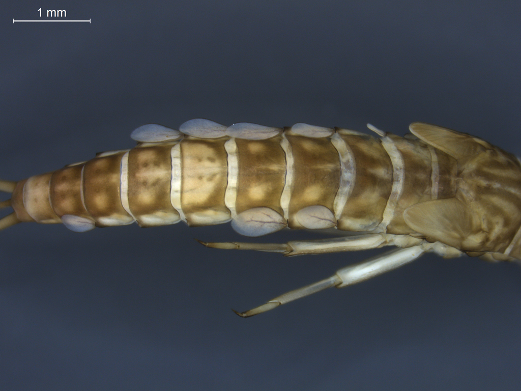 Baetis scambus